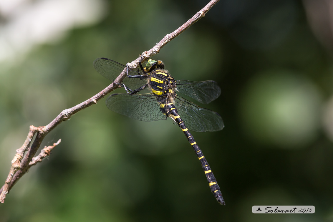 Cordulegaster boltonii (maschio) - Golden-ringed Dragonfly  (male)