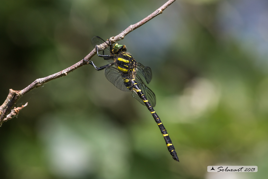 Cordulegaster boltonii (maschio) - Golden-ringed Dragonfly  (male)
