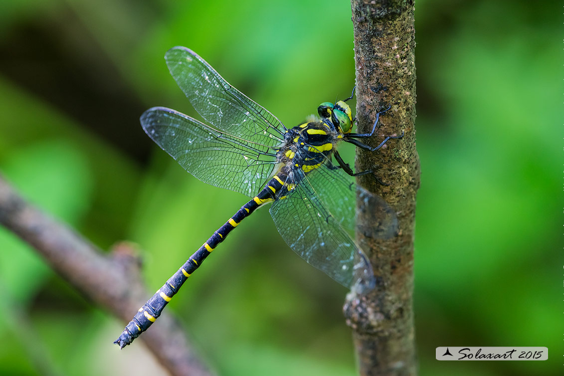 Cordulegaster boltonii   (maschio)  -  Golden-ringed Dragonfly  (male)