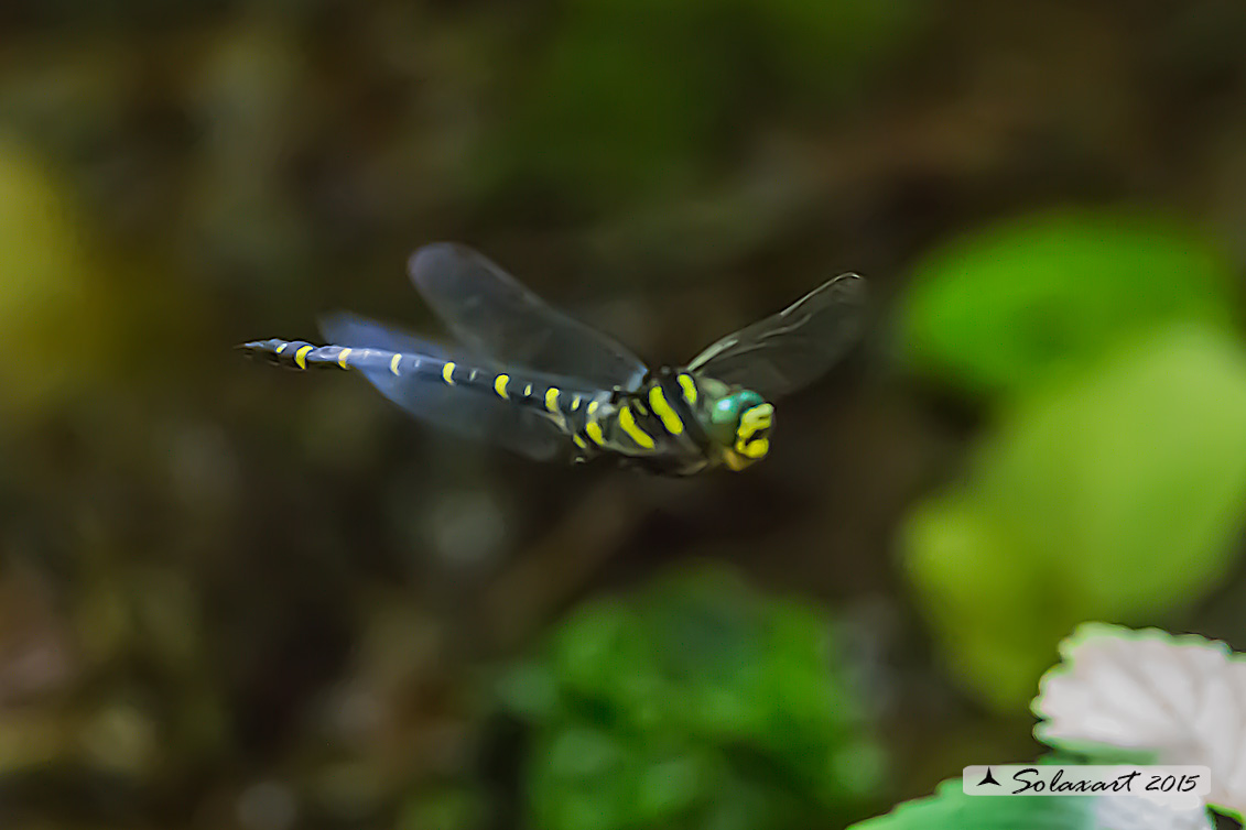 Cordulegaster boltonii   (maschio)  -  Golden-ringed Dragonfly  (male)