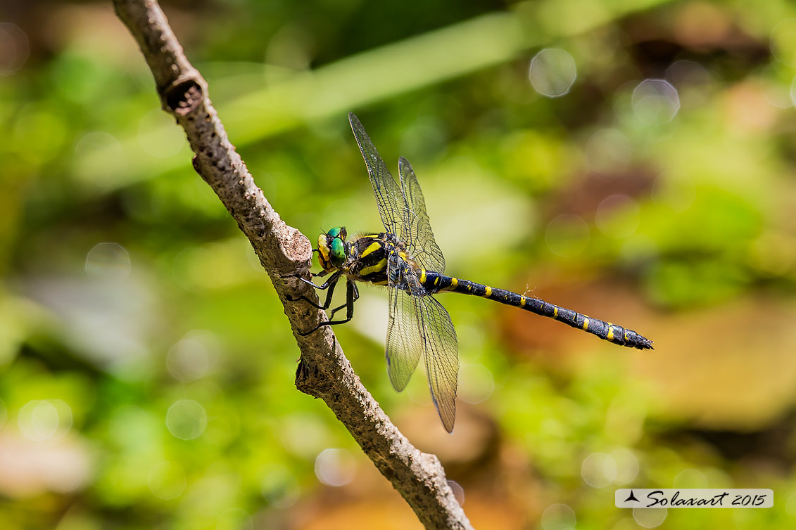 Cordulegaster boltonii   (maschio)  -  Golden-ringed Dragonfly  (male)