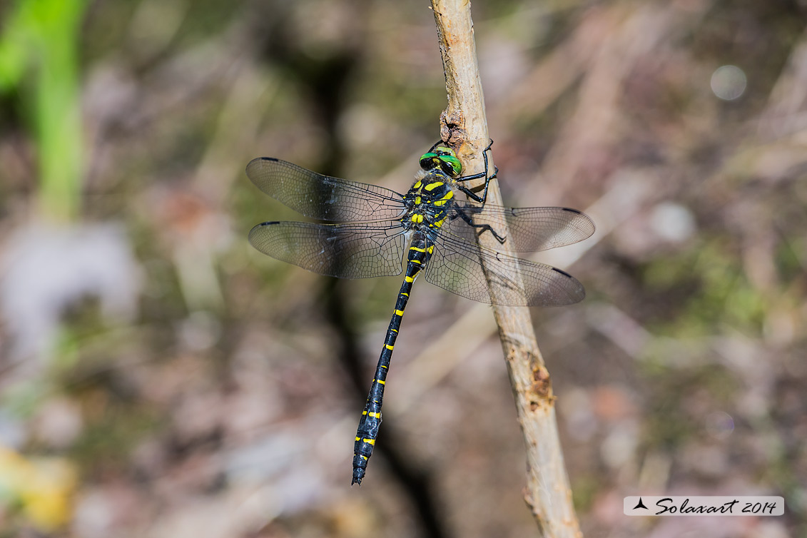 Cordulegaster boltonii  -  Golden-ringed Dragonfly
