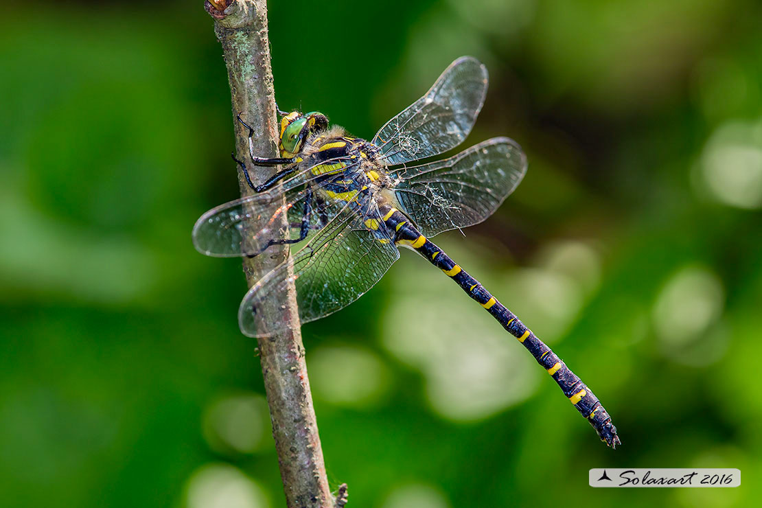 Cordulegaster boltonii :   Guardaruscello comune (maschio)   ;  Golden-ringed Dragonfly  (male)