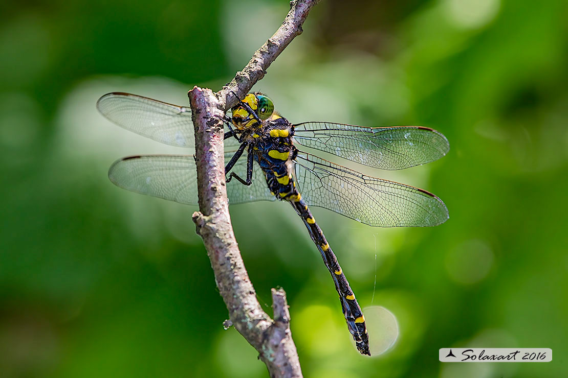 Cordulegaster boltonii :   Guardaruscello comune (maschio)   ;  Golden-ringed Dragonfly  (male)