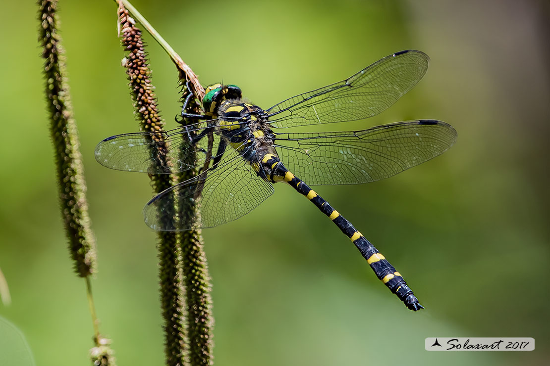 Cordulegaster heros: Guardaruscello balcanico (maschio); Balkan goldenring (male)
