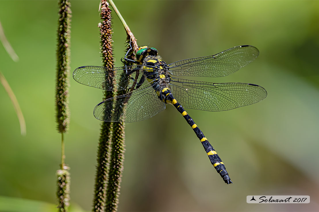 Cordulegaster heros: Guardaruscello balcanico (maschio); Balkan goldenring (male)