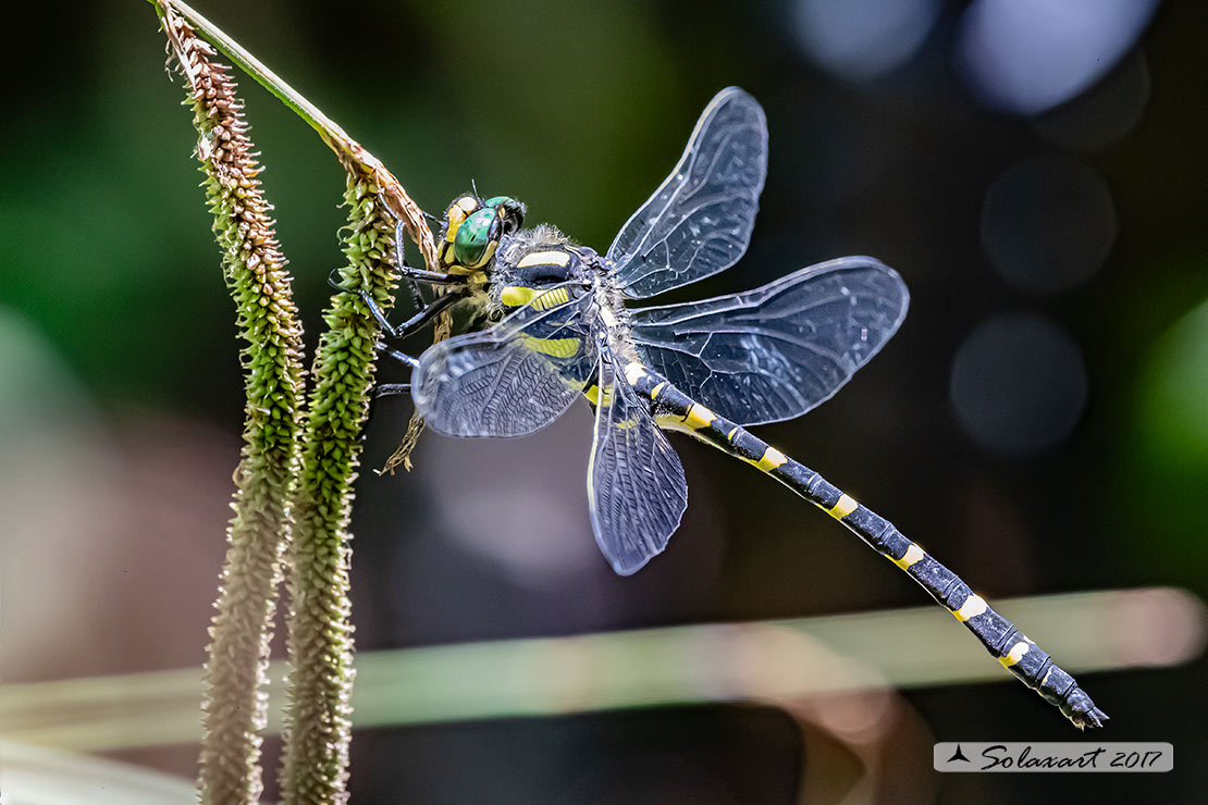 Cordulegaster heros: Guardaruscello balcanico (maschio); Balkan goldenring (male)