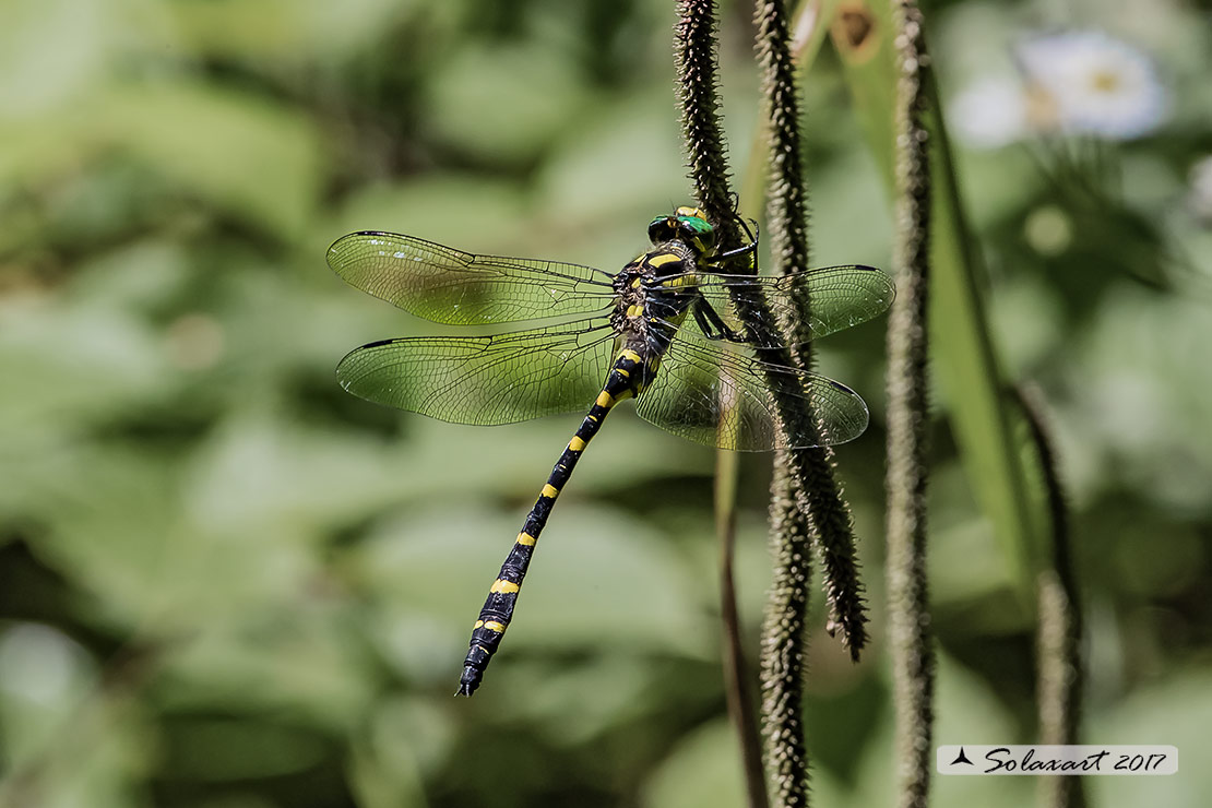Cordulegaster heros: Guardaruscello balcanico (maschio); Balkan goldenring (male)