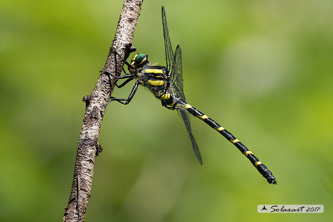 Cordulegaster heros: Guardaruscello balcanico (maschio); Balkan goldenring (male)
