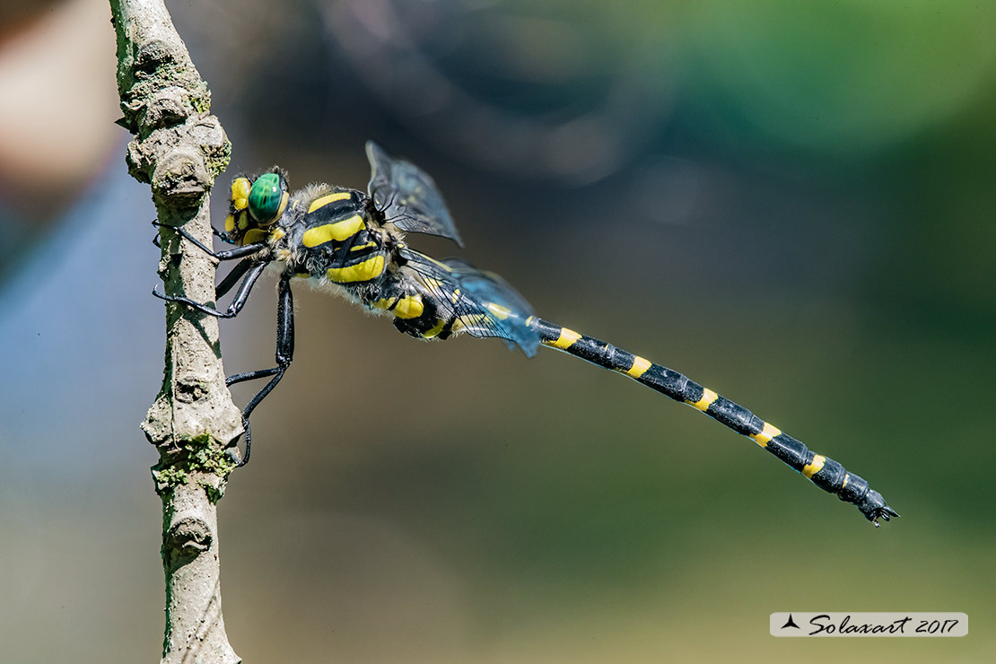 Cordulegaster heros: Guardaruscello balcanico (maschio); Balkan goldenring (male)