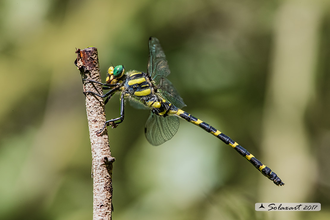 Cordulegaster heros: Guardaruscello balcanico (maschio); Balkan goldenring (male)