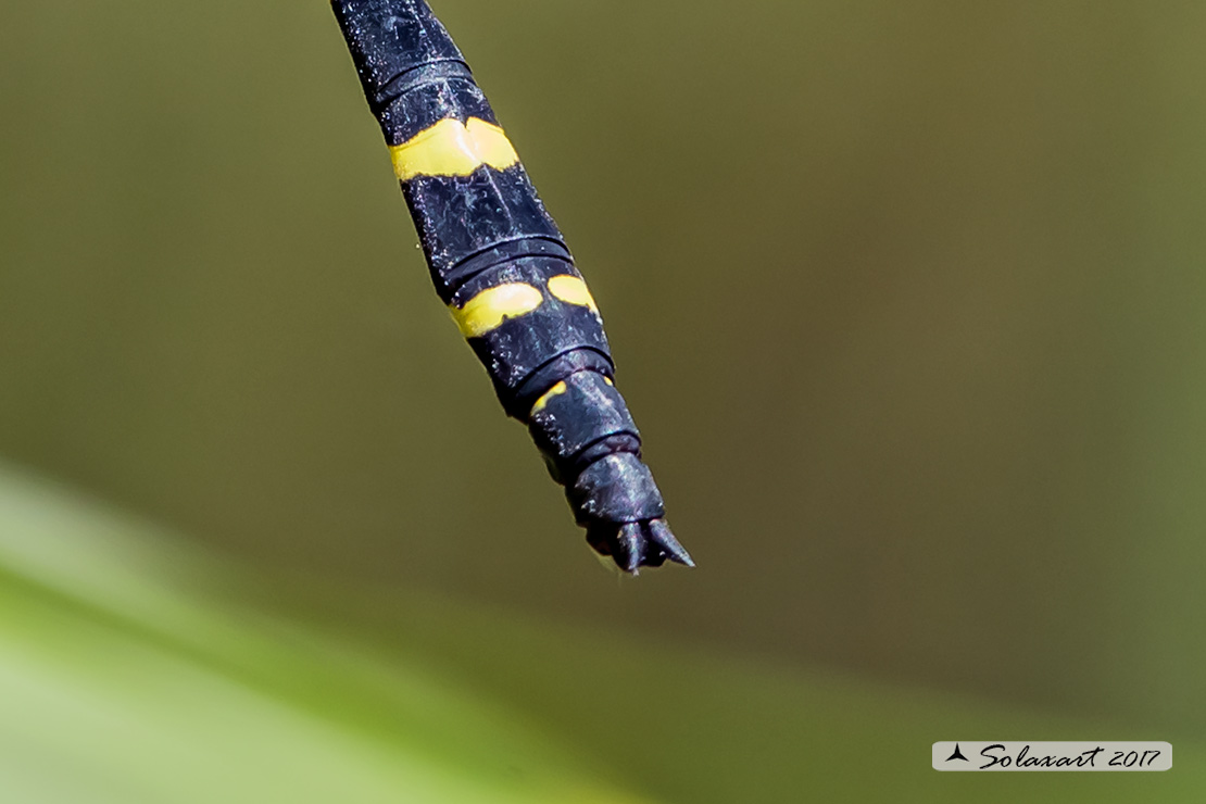 Cordulegaster heros: Guardaruscello balcanico (maschio); Balkan goldenring (male)