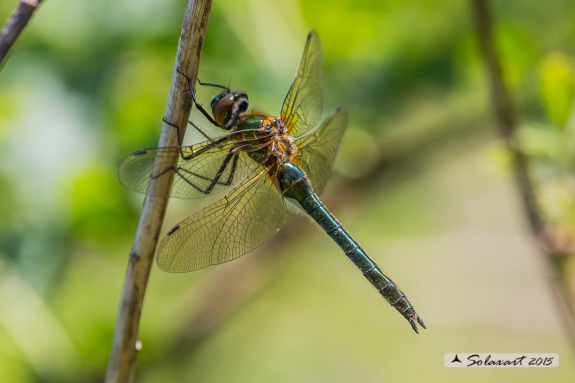 Cordulia aenea: Smeralda bronzea (femmina) - Downy Emerald  (Female)