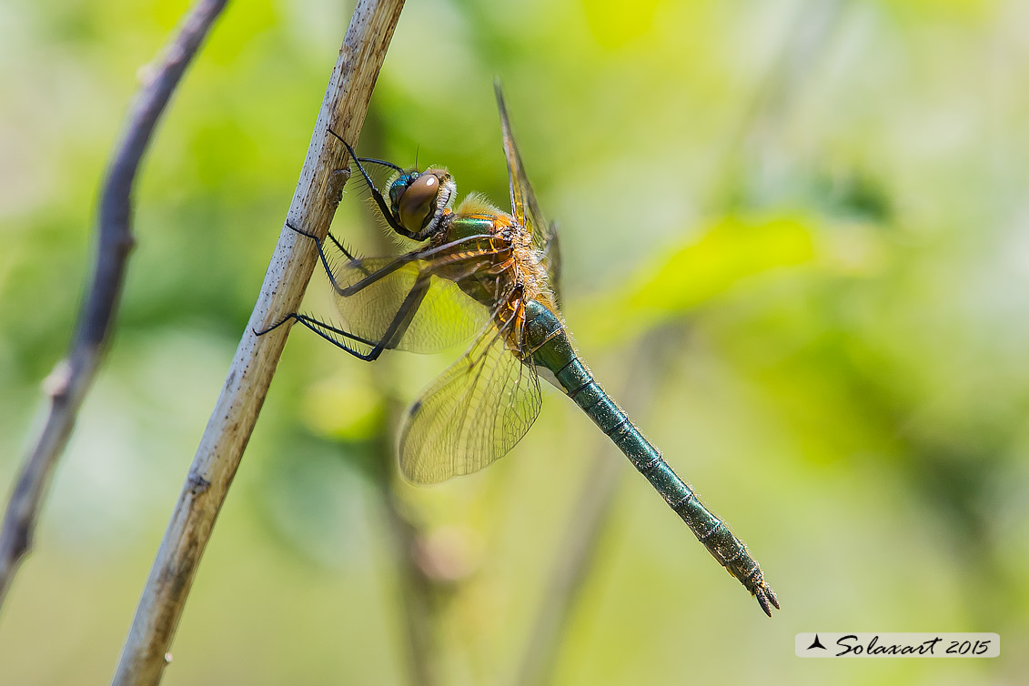 Cordulia aenea: Smeralda bronzea (femmina) - Downy Emerald  (Female)