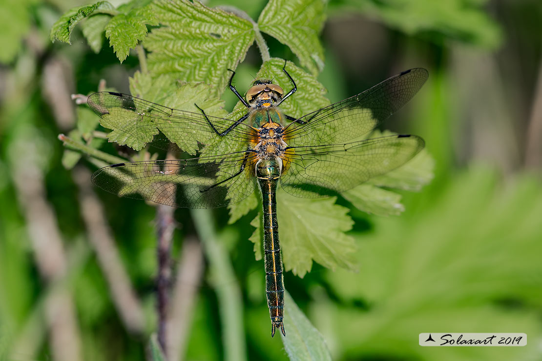 Cordulia aenea: Smeralda bronzea (femmina) - Downy Emerald  (Female)