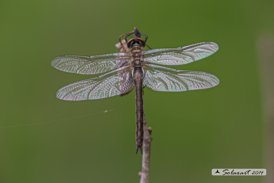 Cordulia aenea  - Downy Emerald