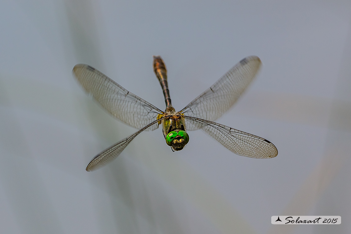 Cordulia aenea: Smeralda bronzea (maschio) - Downy Emerald  (Male)