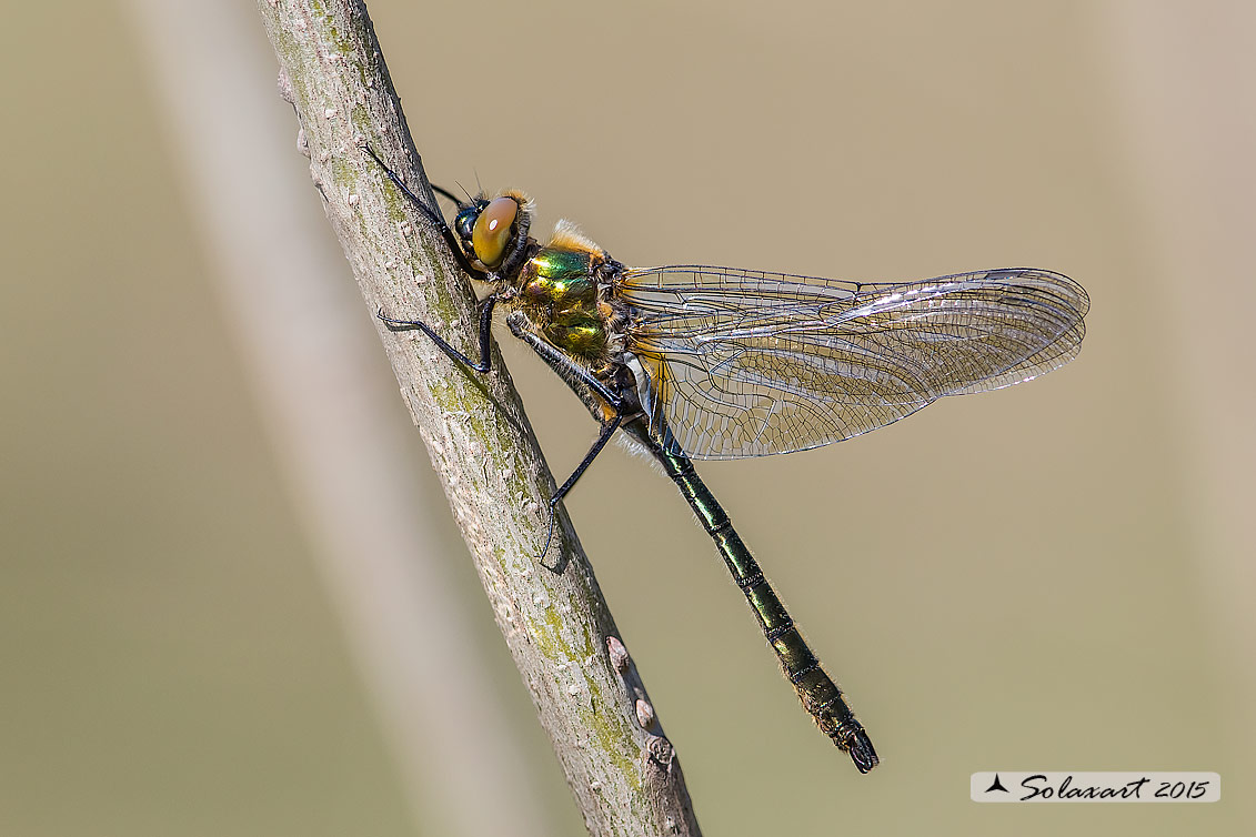 Cordulia aenea: Smeralda bronzea (maschio immaturo) - Downy Emerald  (Teneral male)