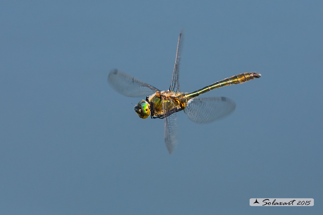 Cordulia aenea: Smeralda bronzea (maschio) - Downy Emerald  (Male)