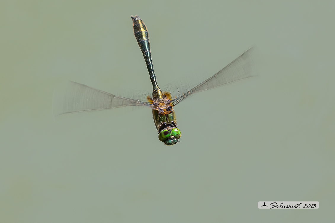 Cordulia aenea (maschio) - Downy Emerald  (Male)