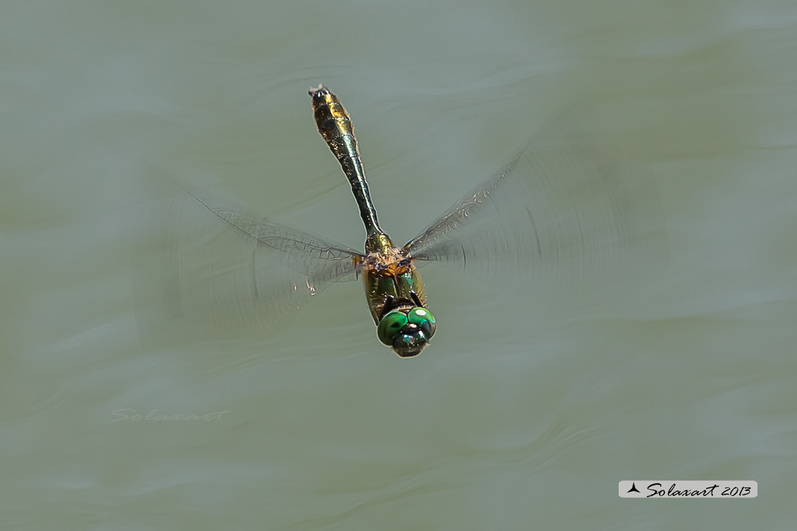 Cordulia aenea (maschio) - Downy Emerald  (Male)