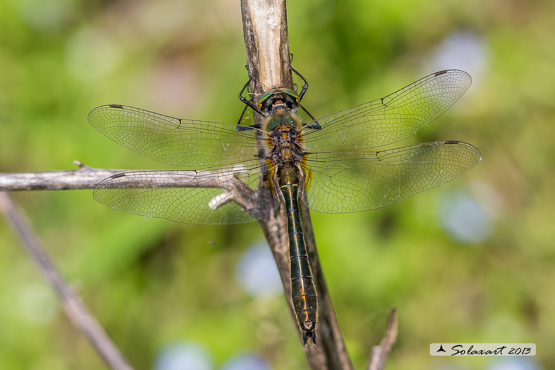 Cordulia aenea  - Downy Emerald