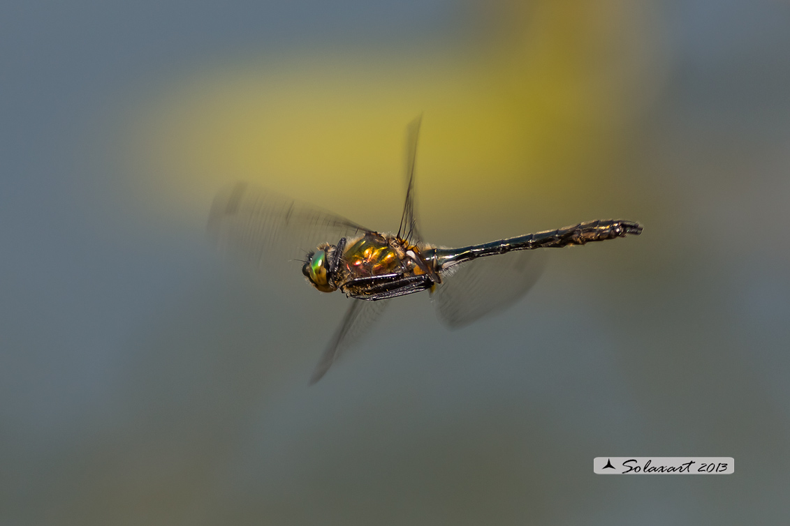 Cordulia aenea - Downy Emerald
