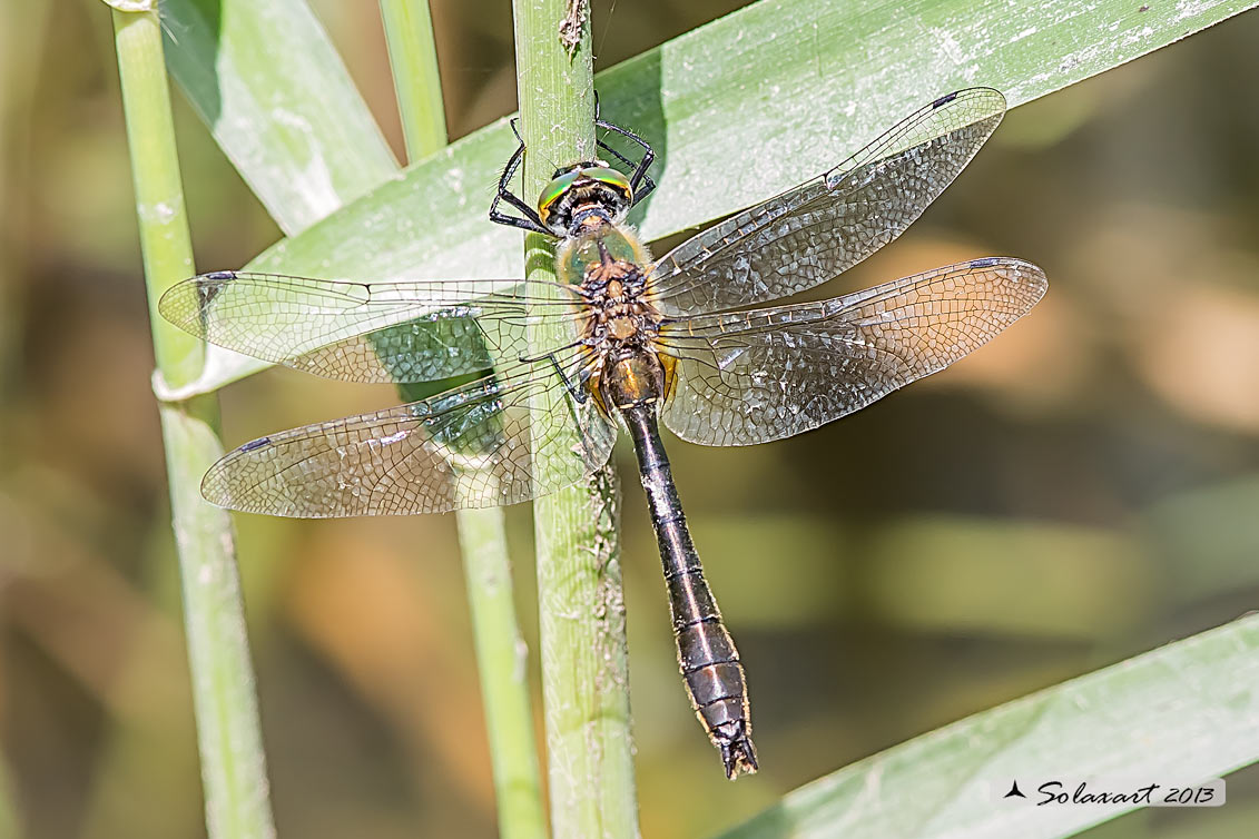 Cordulia aenea (maschio) - Downy Emerald (Male)