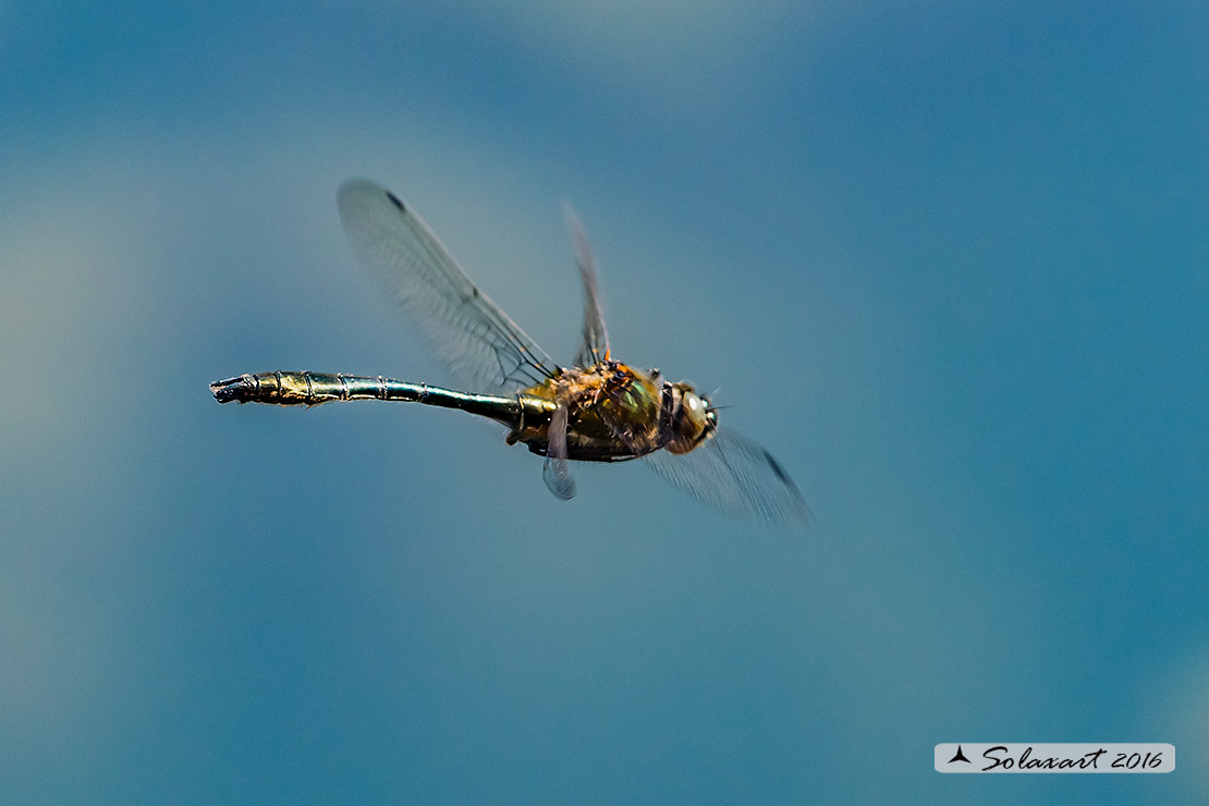 Cordulia aenea: Smeralda bronzea (maschio); Downy Emerald (male)