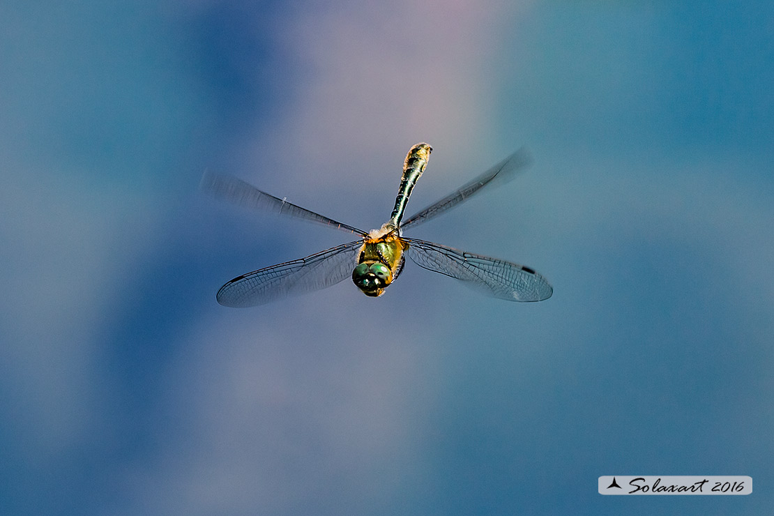 Cordulia aenea: Smeralda bronzea (maschio); Downy Emerald (male)