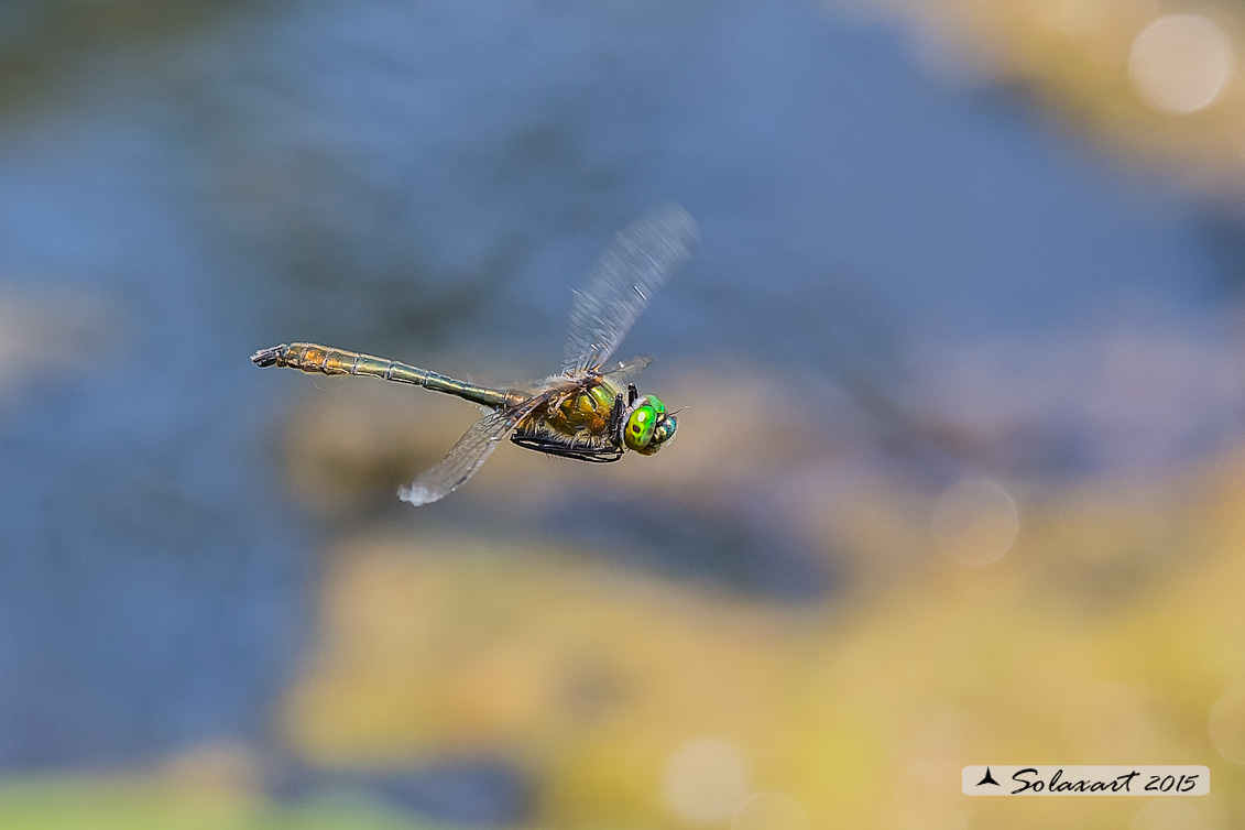 Cordulia aenea: Smeralda bronzea (maschio) - Downy Emerald  (Male)