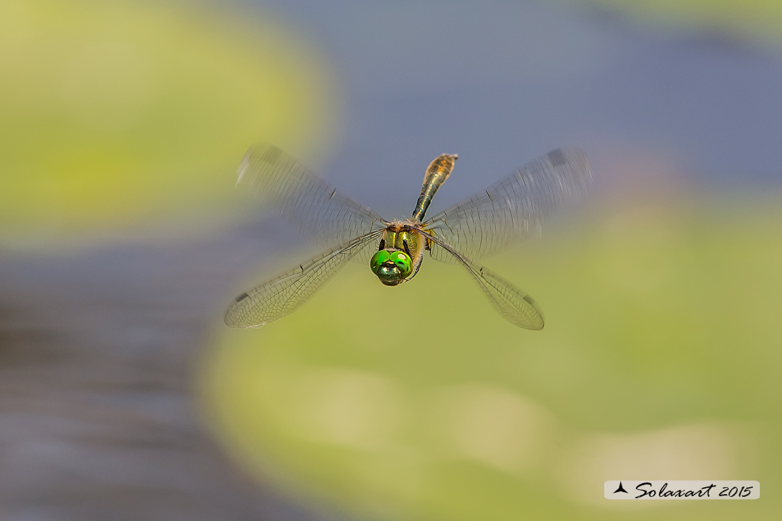Cordulia aenea: Smeralda bronzea (maschio) - Downy Emerald  (Male)