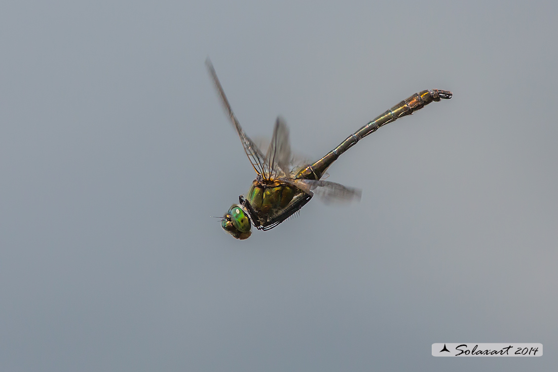 Cordulia aenea (maschio)  - Downy Emerald (Male)