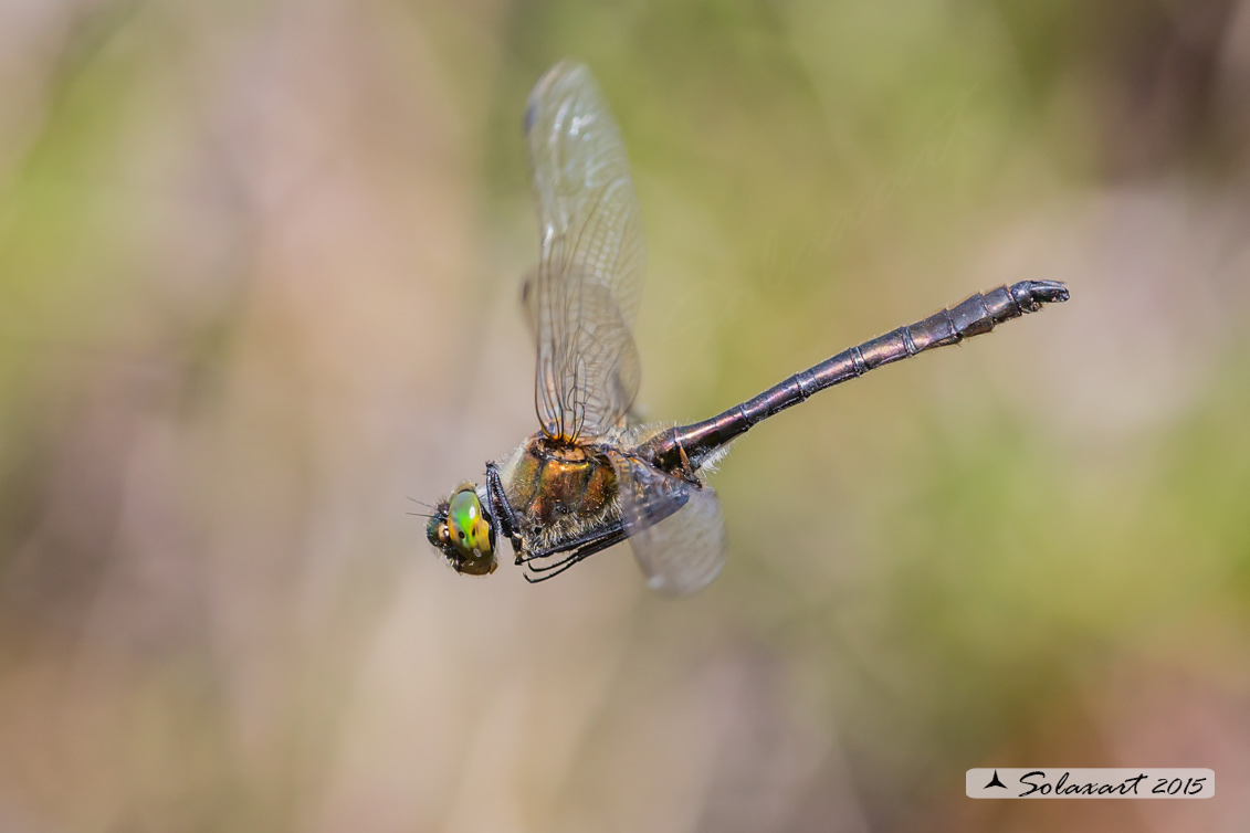 Cordulia aenea: Smeralda bronzea (maschio) - Downy Emerald  (Male)