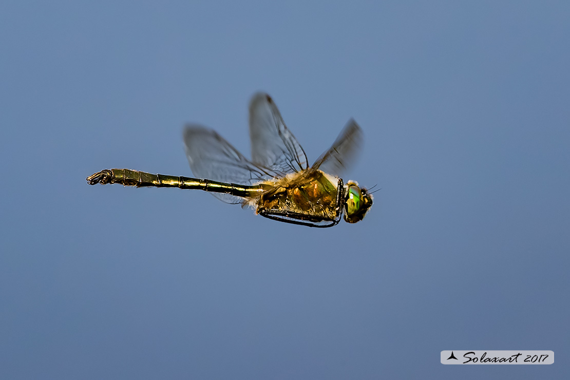 Cordulia aenea: Smeralda bronzea (maschio); Downy Emerald (male)