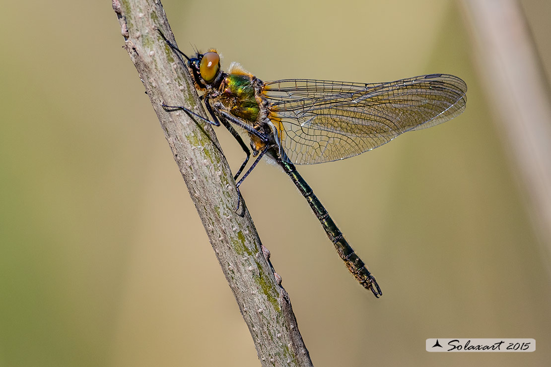 Cordulia aenea: Smeralda bronzea (maschio immaturo) - Downy Emerald  (Teneral male)