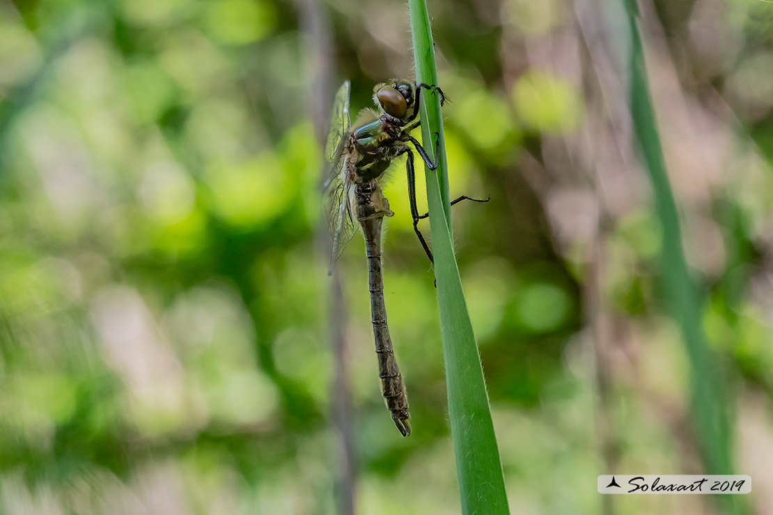 Cordulia aenea: Smeralda bronzea (maschio immaturo) - Downy Emerald  (Teneral male)