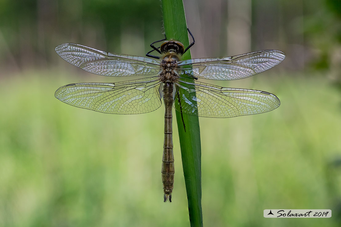 Cordulia aenea: Smeralda bronzea (maschio immaturo) - Downy Emerald  (Teneral male)