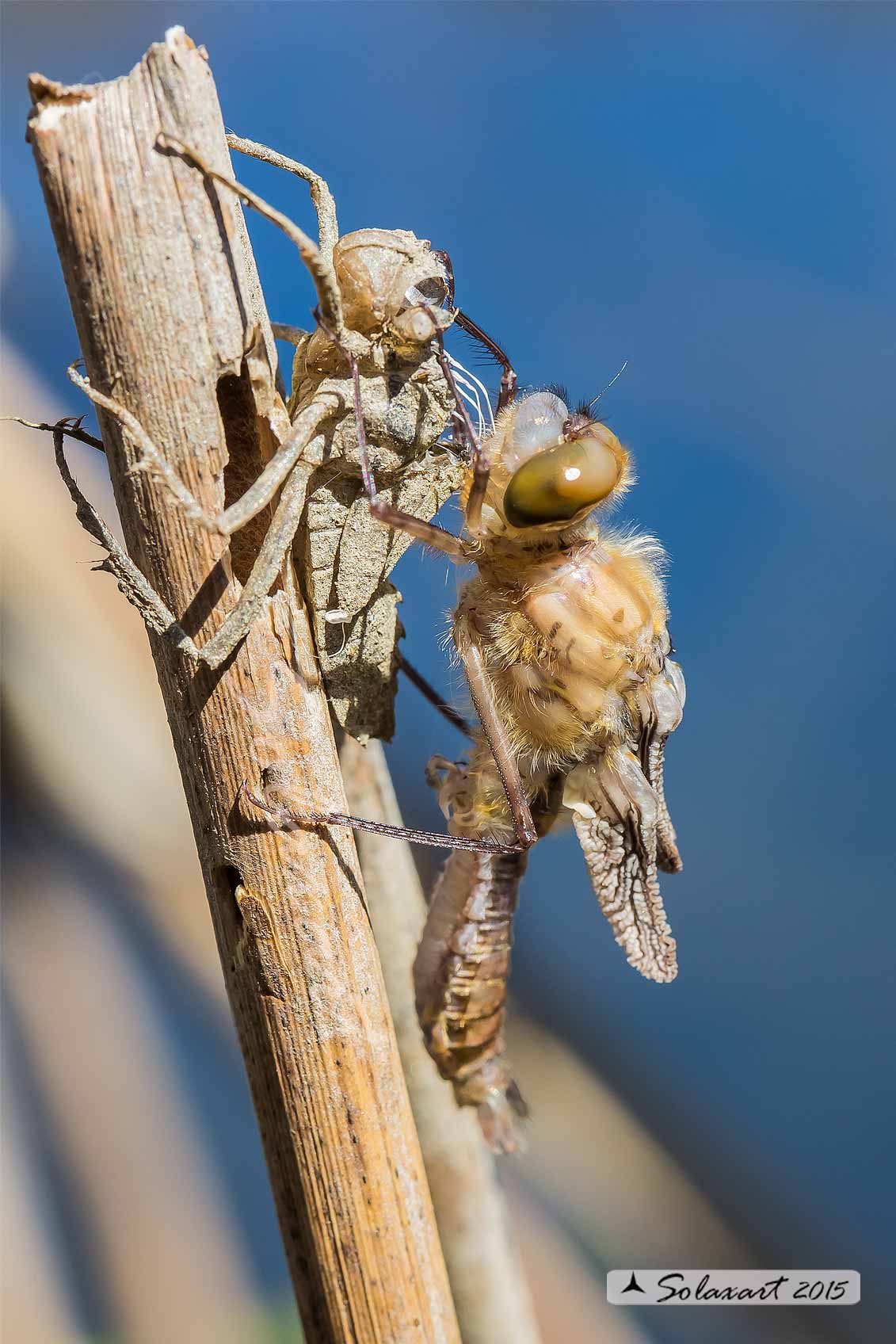 Cordulia aenea: Smeralda bronzea (femmina in sfarfallamento) - Downy Emerald (emerging female)