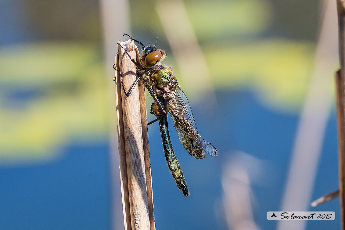 Cordulia aenea:  Smeralda bronzea (femmina in sfarfallamento con problemi alle ali)  - Downy Emerald  (emerging female with problems)