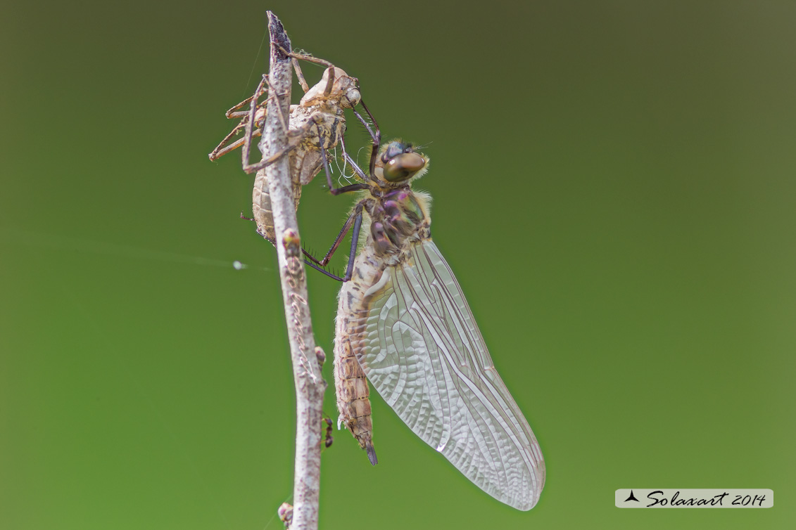 Cordulia aenea: Smeralda bronzea (femmina in sfarfallamento) - Downy Emerald (emerging female)