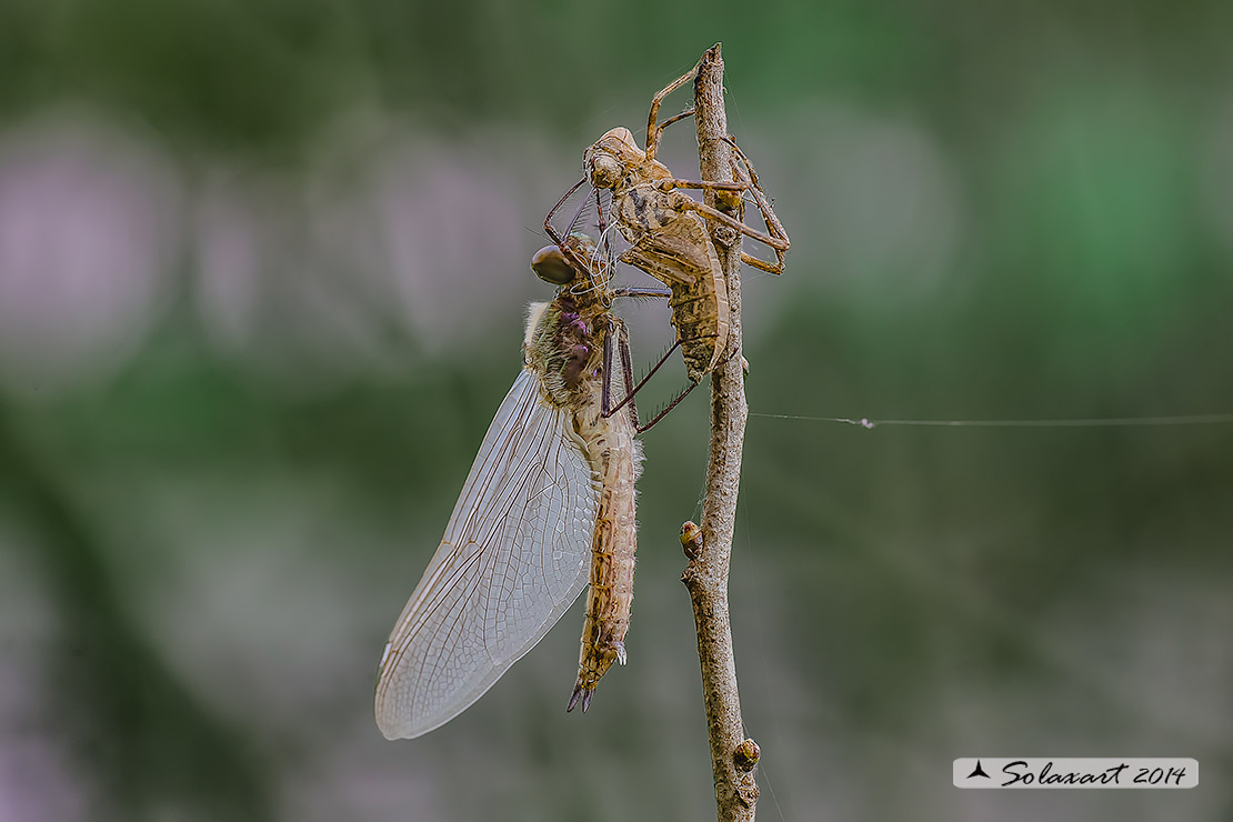 Cordulia aenea: Smeralda bronzea (femmina in sfarfallamento) - Downy Emerald (emerging female)
