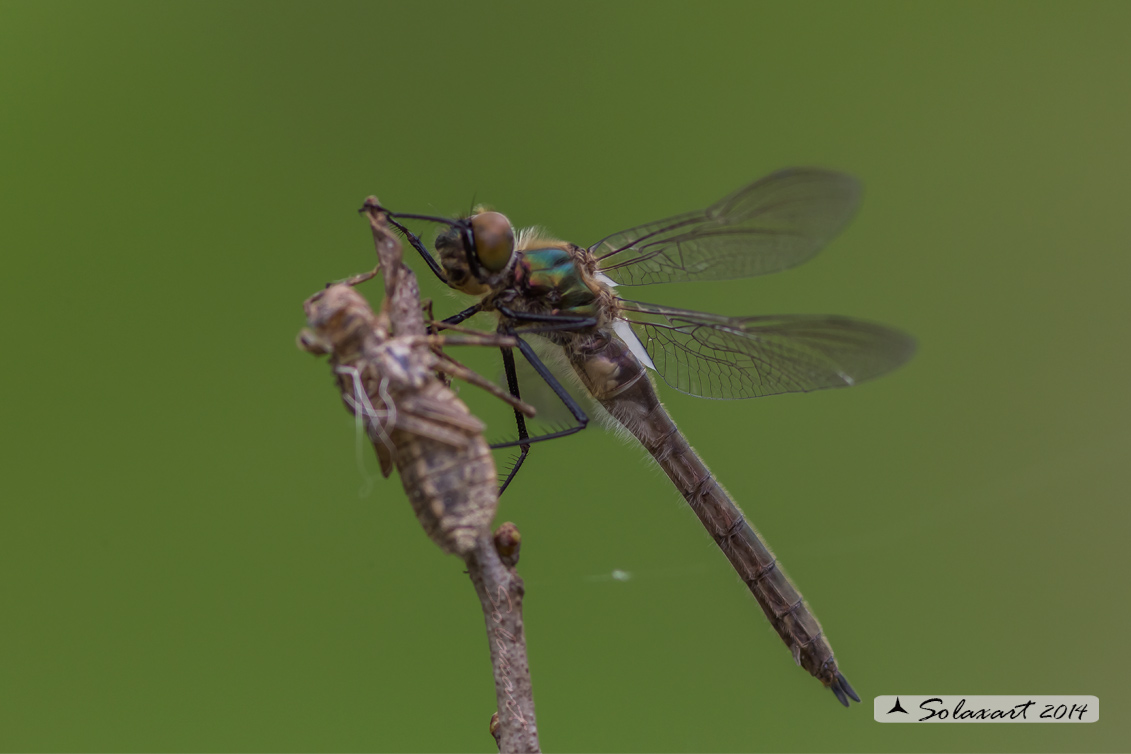 Cordulia aenea: Smeralda bronzea (femmina in sfarfallamento) - Downy Emerald (emerging female)