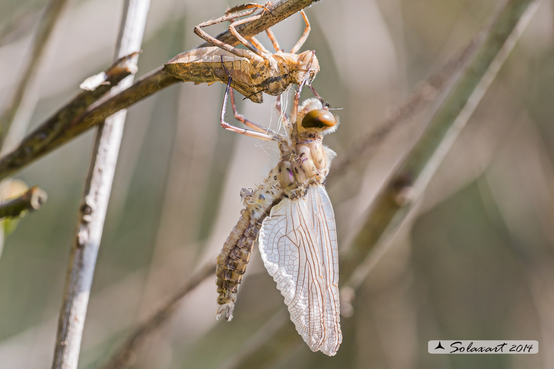 Cordulia aenea: Smeralda bronzea (femmina in sfarfallamento) - Downy Emerald (emerging female)