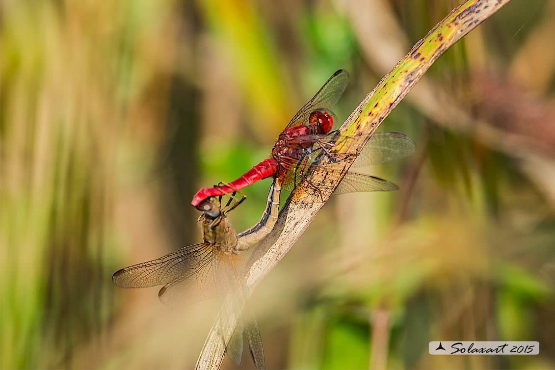 Crocothemis erythraea:  frecciarossa (copula)    ;     Scarlet Dragonfly (mating wheel)