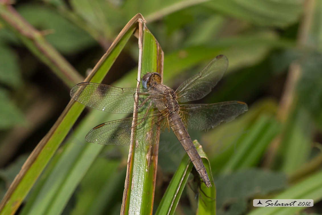 Crocothemis erythraea (femmina); Scarlet Dragonfly (female)