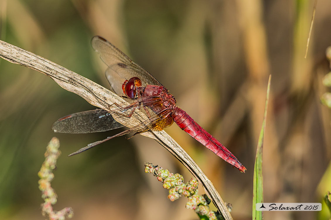 Crocothemis erythraea: frecciarossa (femmina androcromatica); Scarlet Dragonfly (androchromatic female)