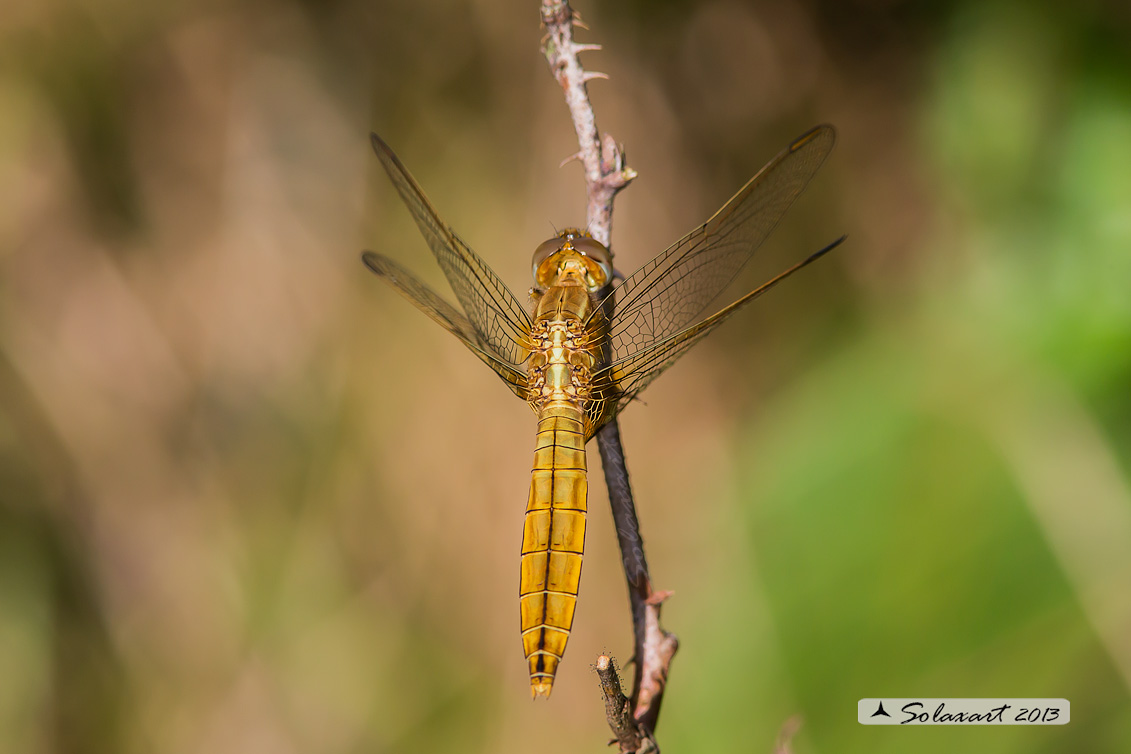 Crocothemis erythraea  - Scarlet Dragonfly