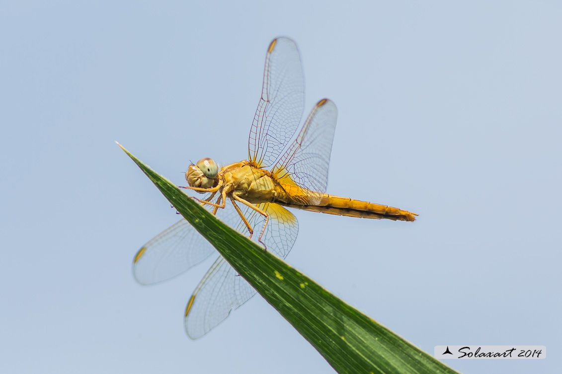 Crocothemis erythraea (femmina) - Scarlet Dragonfly (female)