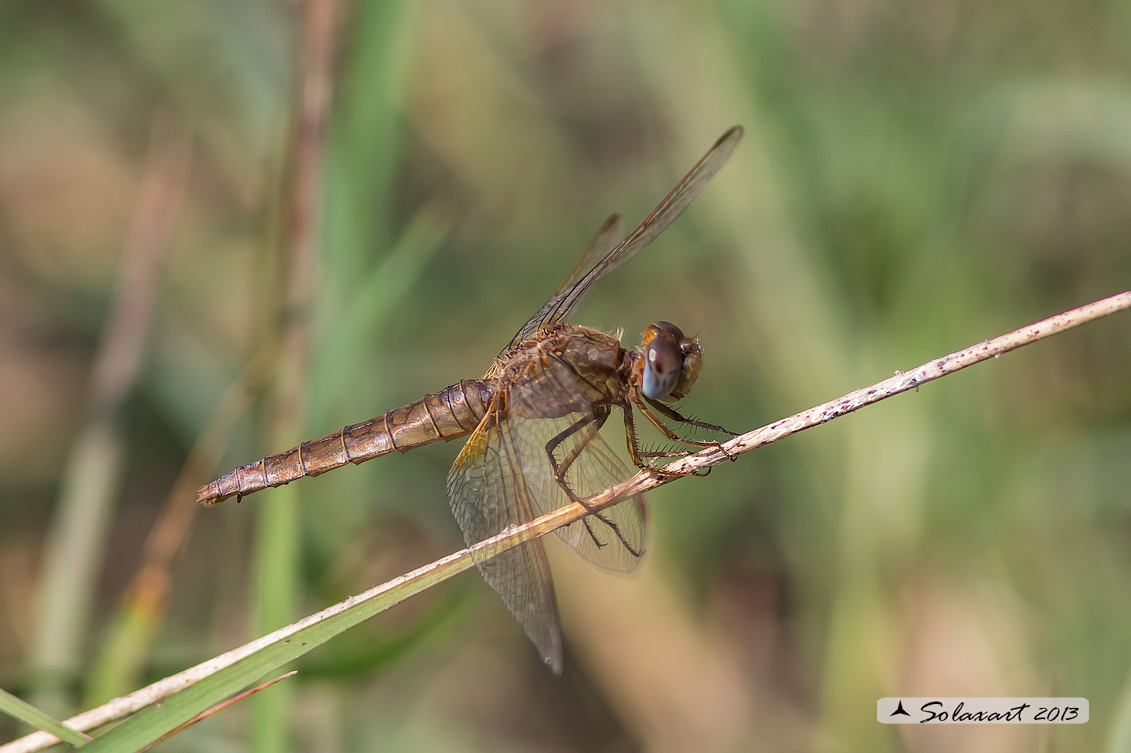 Crocothemis erythraea (femmina anziana); Scarlet Dragonfly (aged female)